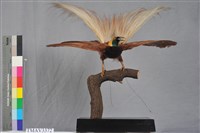 藏品(大天堂鳥)的圖片